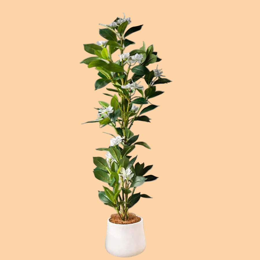 Magnolia Plant Set