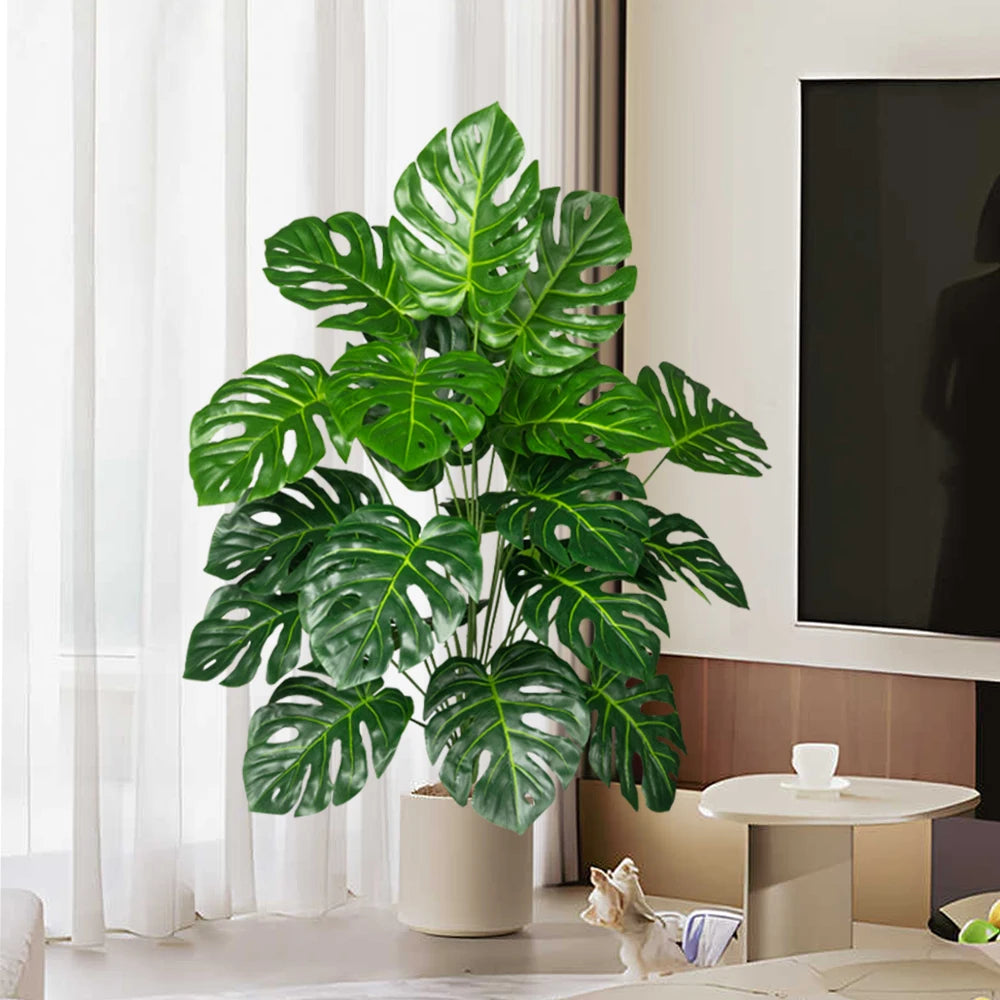 Monstera Plant