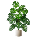 Monstera Plant