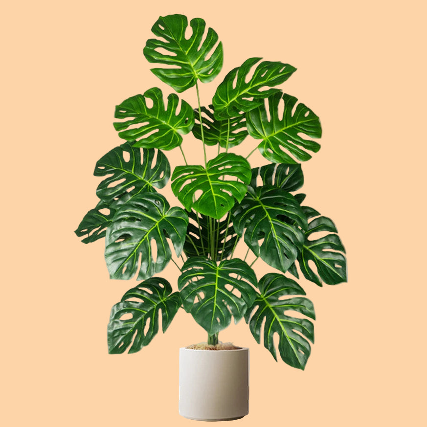 Monstera Plant